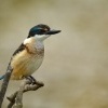 Lednacek posvatny - Todiramphus sanctus - Sacred kingfisher - kotare 6804